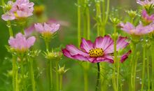 感恩的花开在母爱的路上