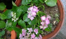 感恩的花开在黑夜的路上