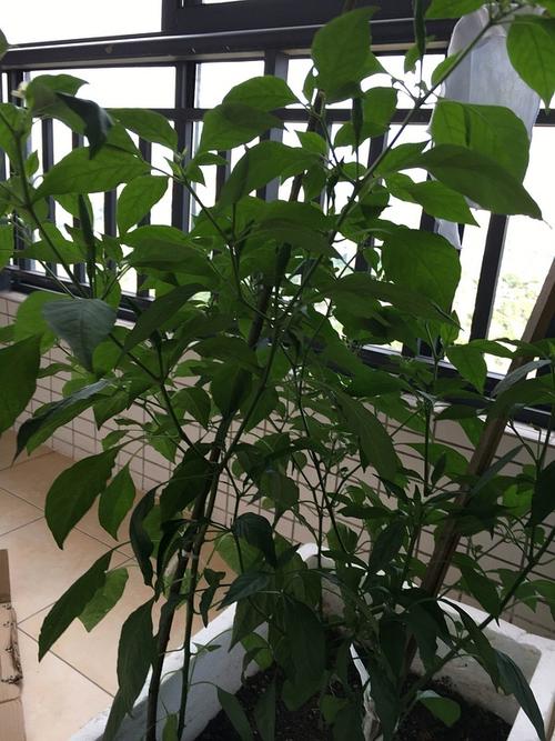 第一次种蔬菜