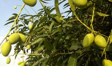 校园里的芒果树