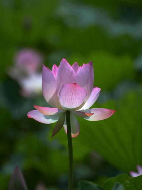 莲花阴影