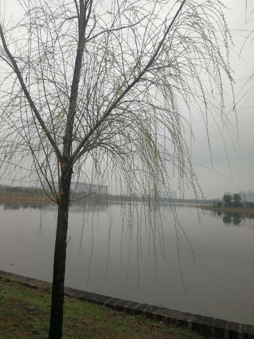 谢谢你来我的青春