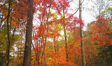 金秋，让我陶醉