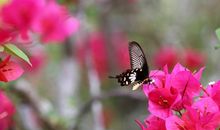 百花丛中觅彩蝶