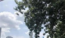 爸爸是条变色龙