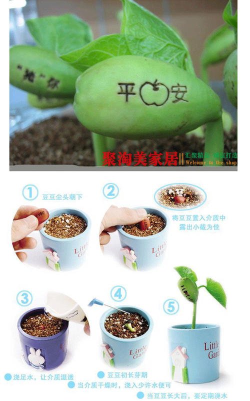 种魔术豆