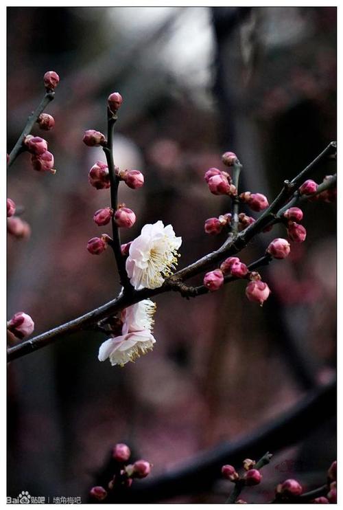 春季梅花