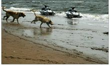 迷人的黄金海岸