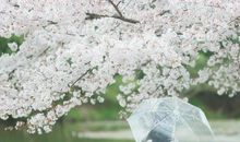 渴望得到在阳光下第一片飞落的樱花