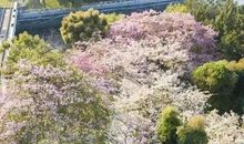 有一种美叫四季