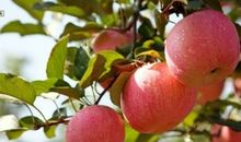 摘“红富士”_600字