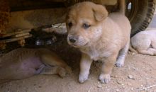 姥姥家的小黄狗