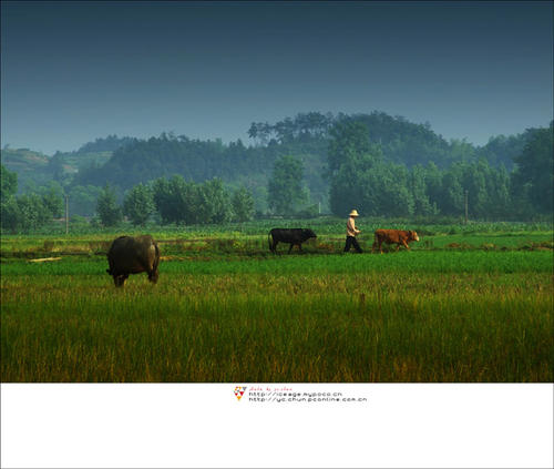 幸福的乡村生活