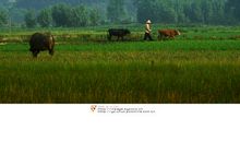 快乐的乡村生活