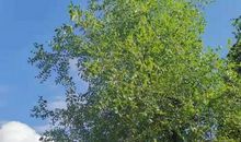 记忆中的那棵枣树