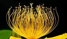 为他人开一朵绚丽的花