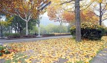 不扫落叶不见净土