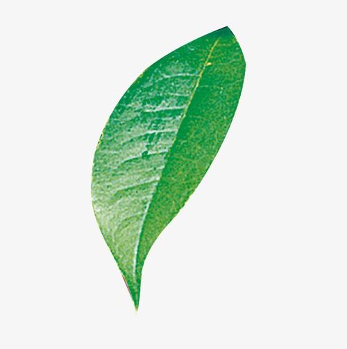 一片树叶