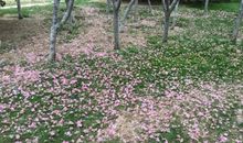 落花化作蝶满天