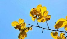 我心中的那束梅