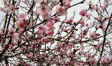 那年的春风吹散了我和她的约定