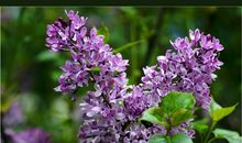 紫丁香