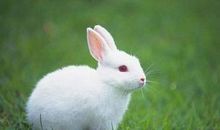 我最喜欢的小兔子