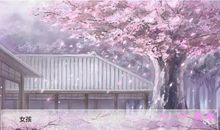 樱花的回忆