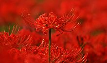 等待着，彼岸花开