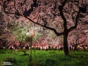 四个季节的美丽