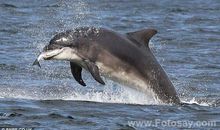 我是一条追寻大海的鱼