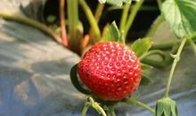 令人垂涎的草莓_1200字