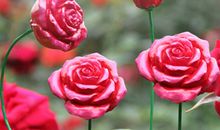 今年的花儿格外鲜