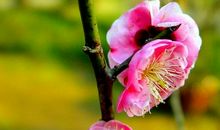 心中那不谢的桃花