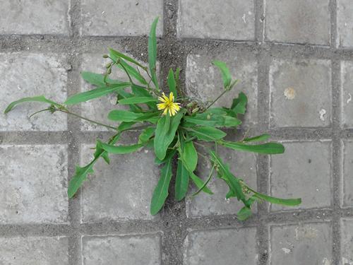 生活需要顽强