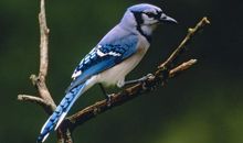 读《鸟类王国》有感