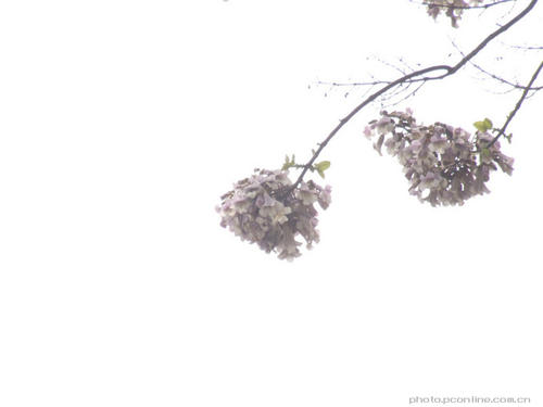 孤独的无花果花
