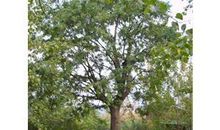 我是一颗无助的树