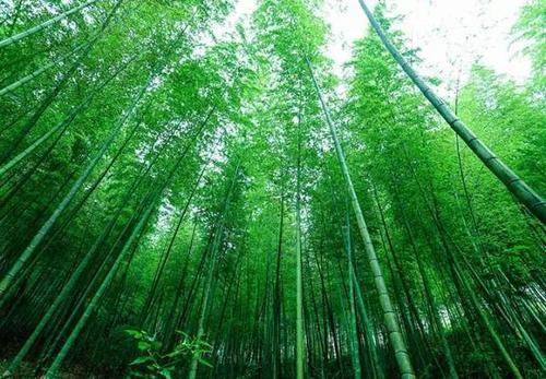 竹林还在那里