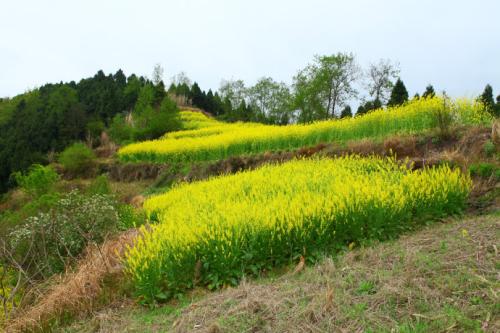 在古老的乡村道路上行走