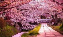 在春花烂漫的季节感悟冬之韵