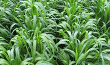 大自然美妙的雨声