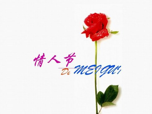 玫瑰含泪