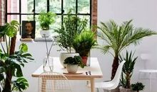 我的绿植我的家