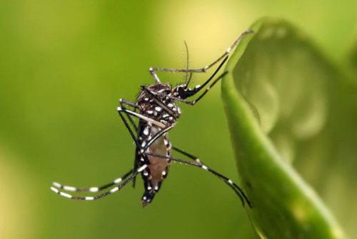 Mosquito_550字