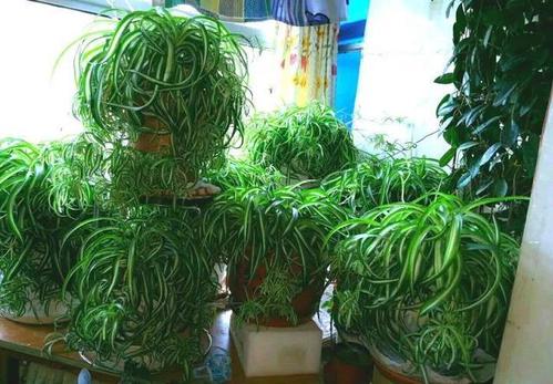 我爱我的蜘蛛植物