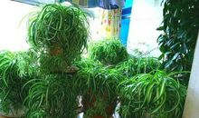 我爱我家的吊兰