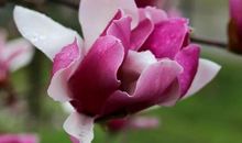 校园中的白玉兰