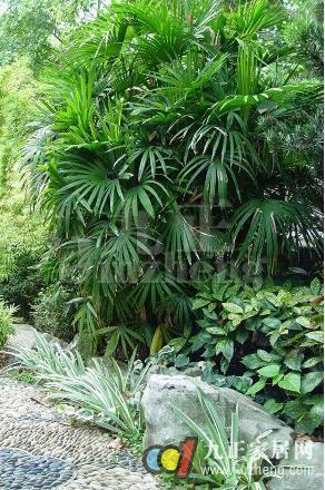 植物助手