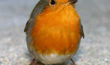 那只小鸟的勇敢滋润我的心田